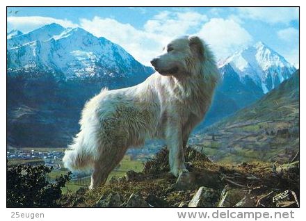 DOGS / HUNDE / CHIENS /  -   CHIEN DE MONTAGNE DES PYRENEES Postcard   Used   ( P 2552 ) - Chiens