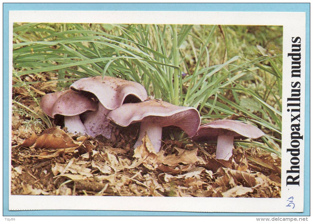 Immagine Con Fungo - RHODOPAXILLUS NUDUS - Altri & Non Classificati