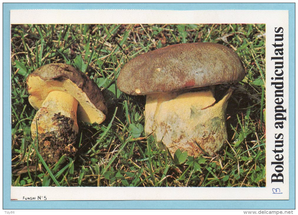 Immagine Con Fungo - BOLETUS APPENDICULATUS - Autres & Non Classés