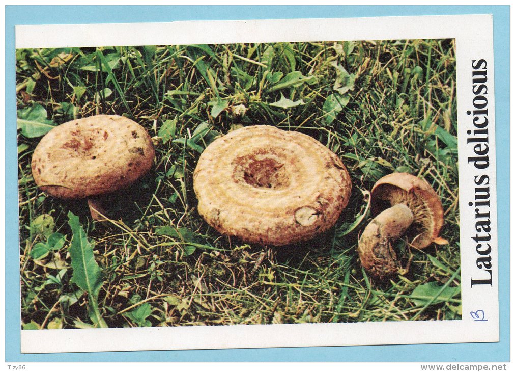 Immagine Con Fungo - LACTARIUS DELICIOSUS - Altri & Non Classificati