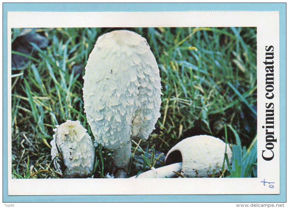 Immagine Con Fungo - COPRINUS COMATUS - Altri & Non Classificati