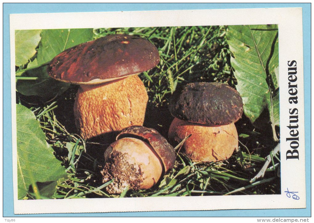 Immagine Con Fungo - BOLETUS AEREUS - Altri & Non Classificati