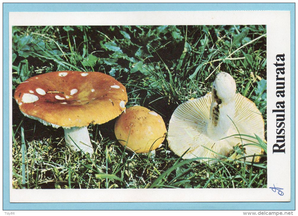 Immagine Con Fungo - RUSSULA AURATA - Altri & Non Classificati