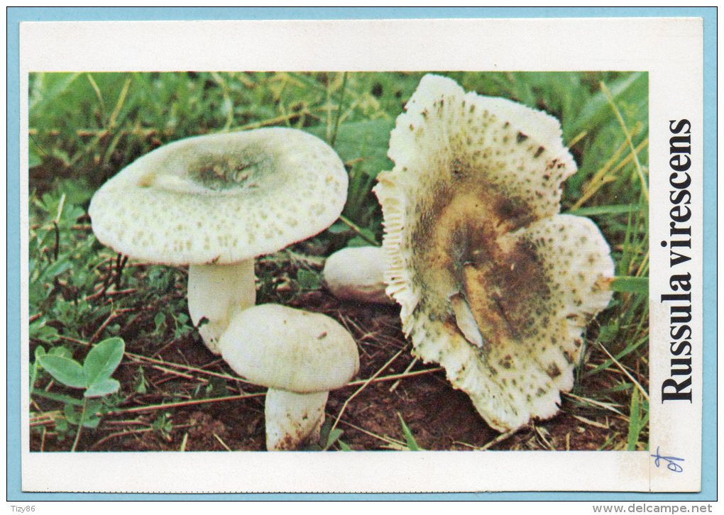 Immagine Con Fungo - RUSSULA VIRESCENS - Altri & Non Classificati