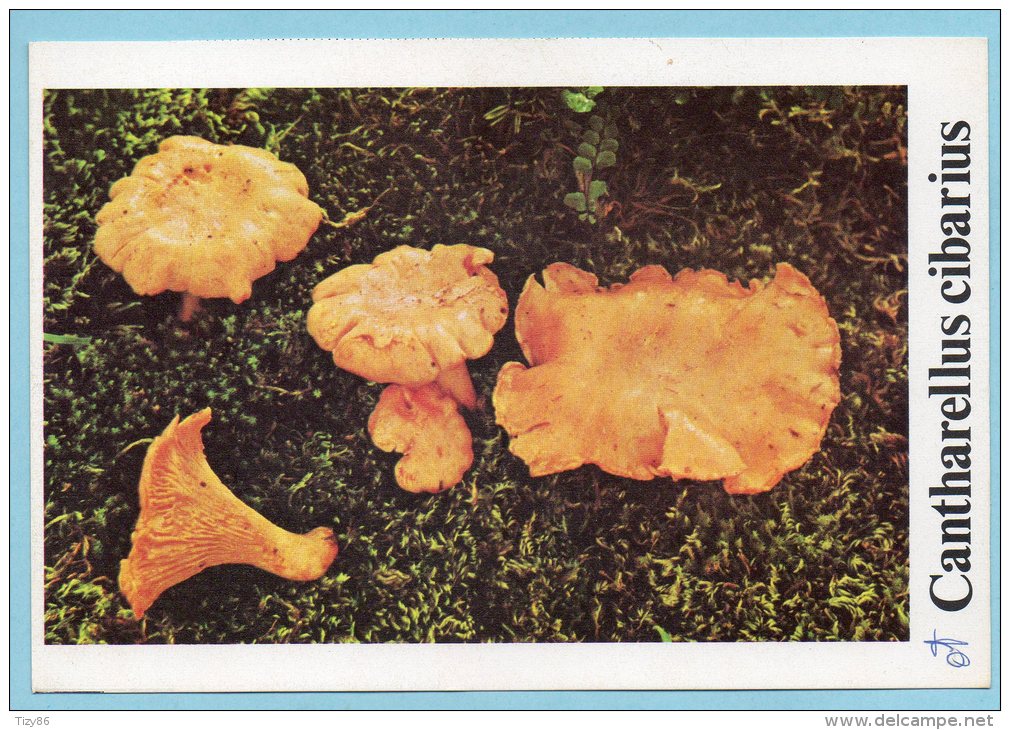 Immagine Con Fungo - CANTHARELLUS CIBARIUS - Altri & Non Classificati