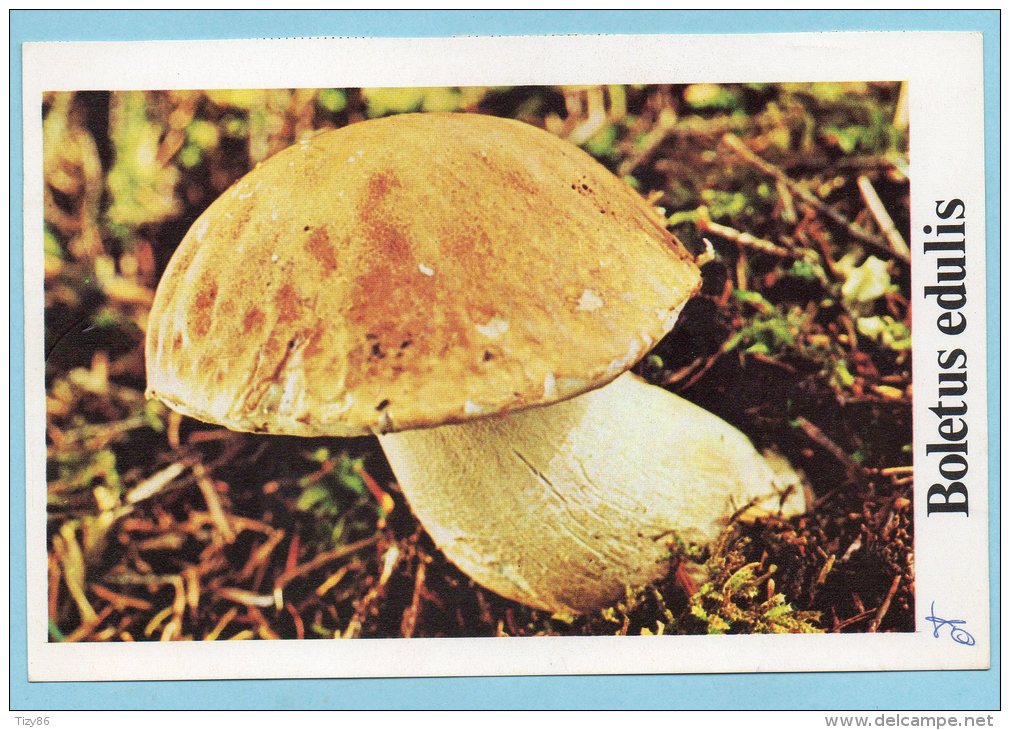 Immagine Con Fungo - BOLETUS EDULIS - Altri & Non Classificati