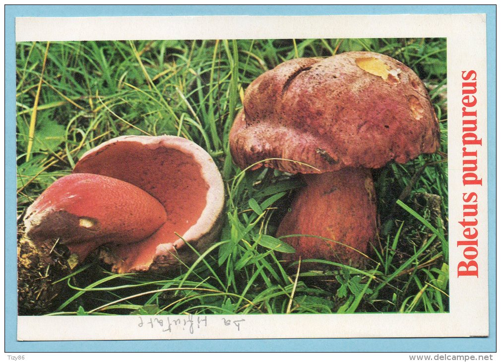 Immagine Con Fungo - BOLETUS PURPUREUS - Altri & Non Classificati