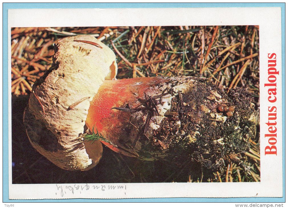 Immagine Con Fungo - BOLETUS CALOPUS - Altri & Non Classificati