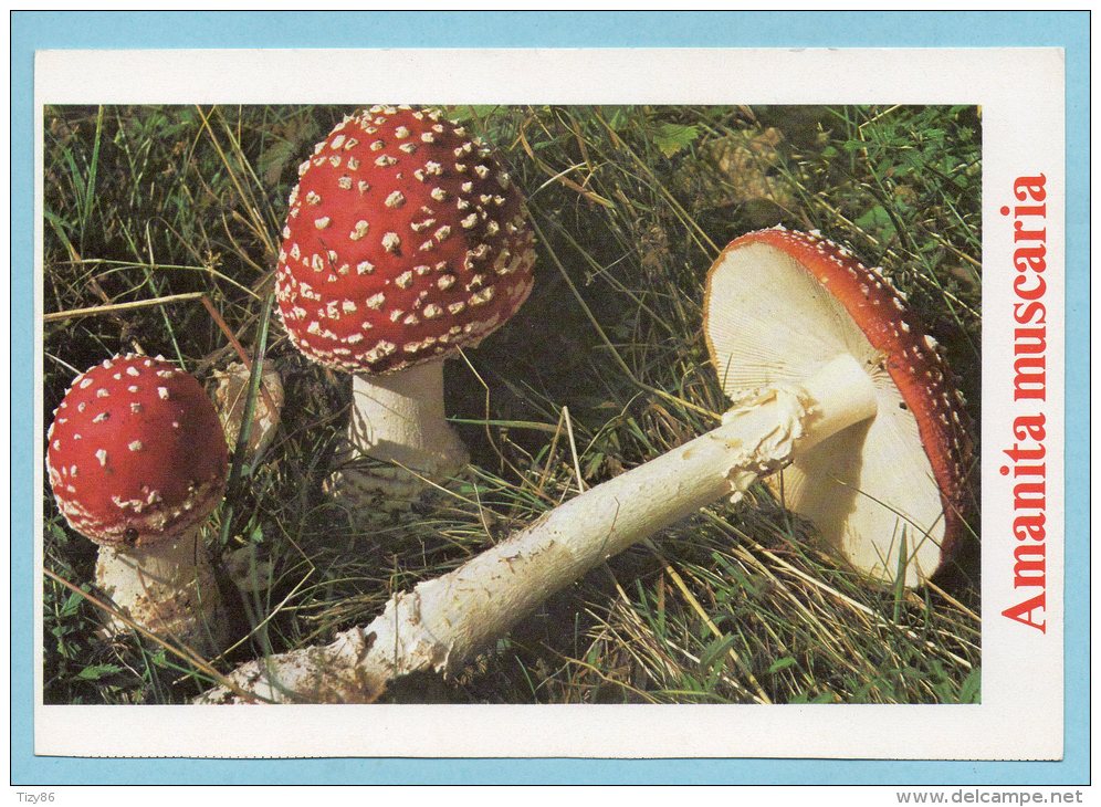 Immagine Con Fungo - AMANITA MUSCARIA - Altri & Non Classificati