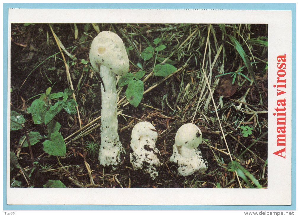 Immagine Con Fungo - AMANITA VIROSA - Altri & Non Classificati