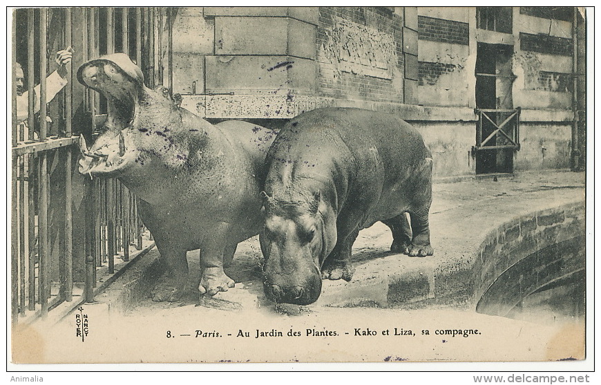 8 Paris Jardin Des Plantes Hippopotames Kako Et Liza Avec Leur Soigneur - Flusspferde