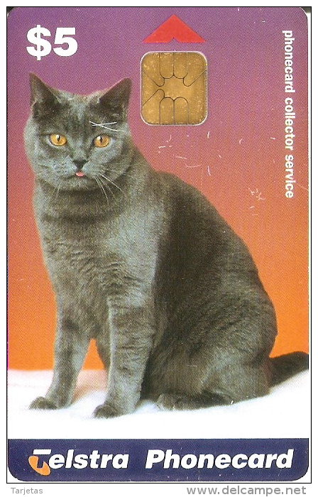 TARJETA DE AUSTRALIA DE UN GATO  (CAT-DOG) - Australia