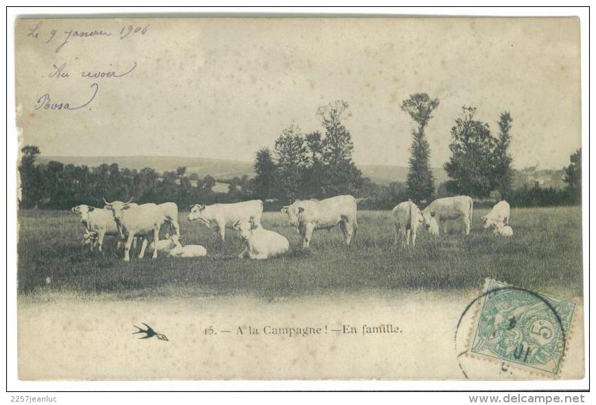 CP 1904 Troupeau De Vaches - Vaches