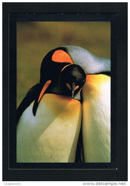 FALKLAND ISLANDS- Frans LANTING - Courting King Penguins-Paypal Free - Falkland