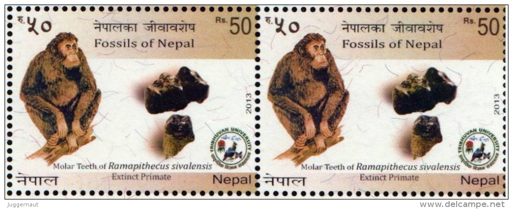 Prehistoric RAMAPITHECUS Fossil IMPERF TRIAL/PROOF Stamp NEPAL 2013 MINT/MNH - Chimpanzees