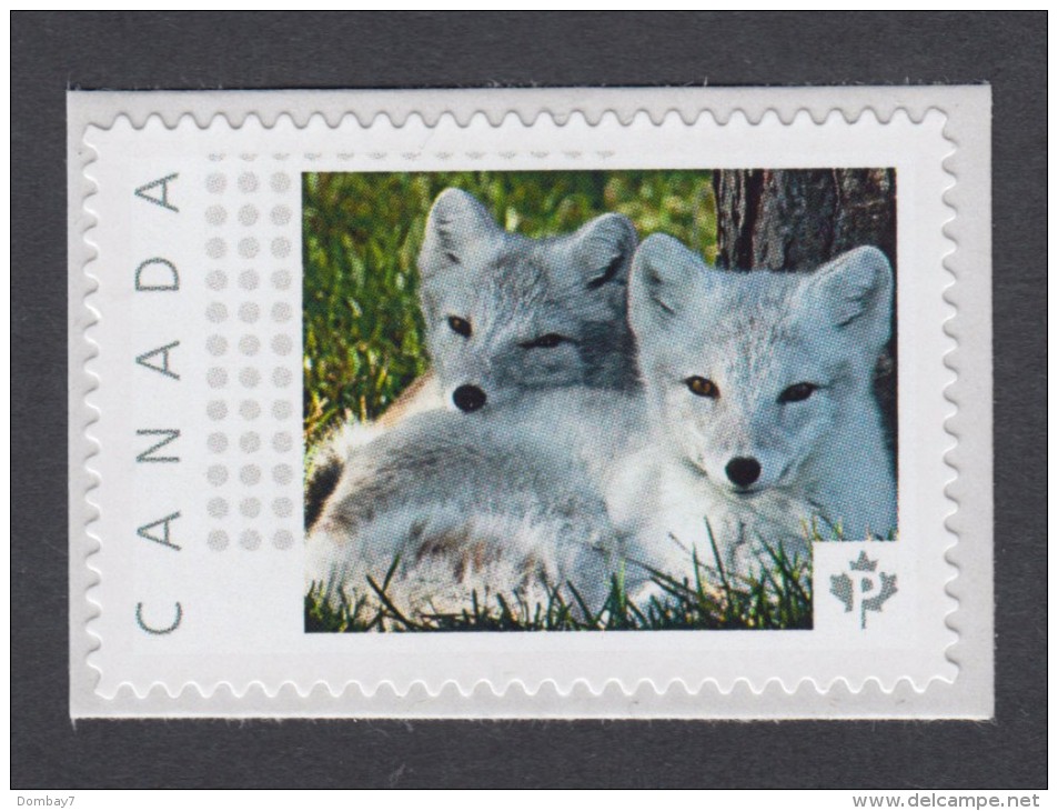 YOUNG ARCTIC FOX, RENARD, ZORRO, VOLPE, Picture Postage MNH Stamp, Canada  2014 [p74ba4/3] - Other & Unclassified