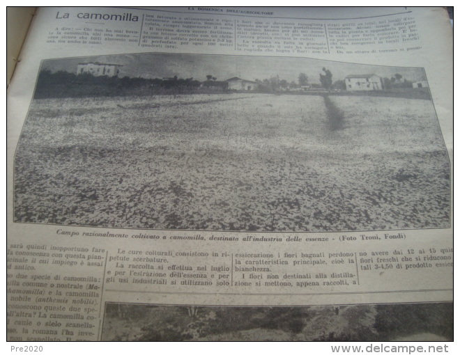 DOMENICA DELL’AGRICOLTORE 1928 BAGOLINO FONDI GONZAGA - Altri & Non Classificati