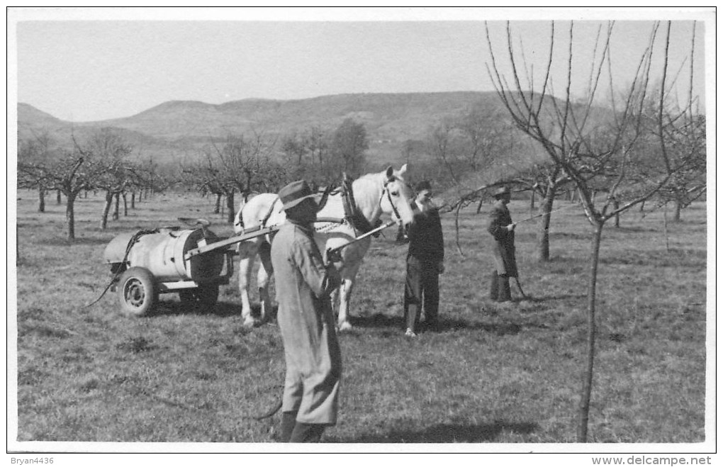 63 - COLLANGES - Carte Photo - ** Attelage - Pulvérisation Des Arbres Fruitiers ** - 1948 - Voir 2 Scans. - Escrime