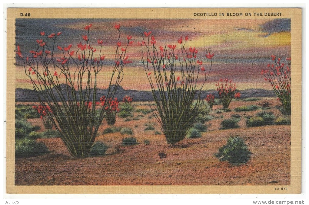 Ocotillo In Bloom On The Desert, Colorado - 1948 - Cactus