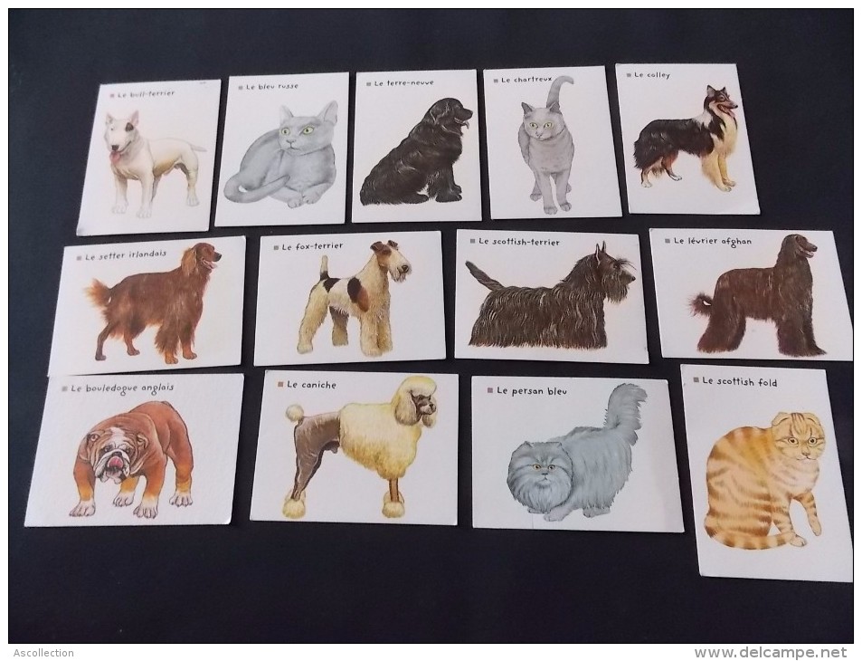 Lot  De 13 Bon Points Chiens Chats éditions Lito La Grande Famille Des Animaux Et De La Nature - Animali