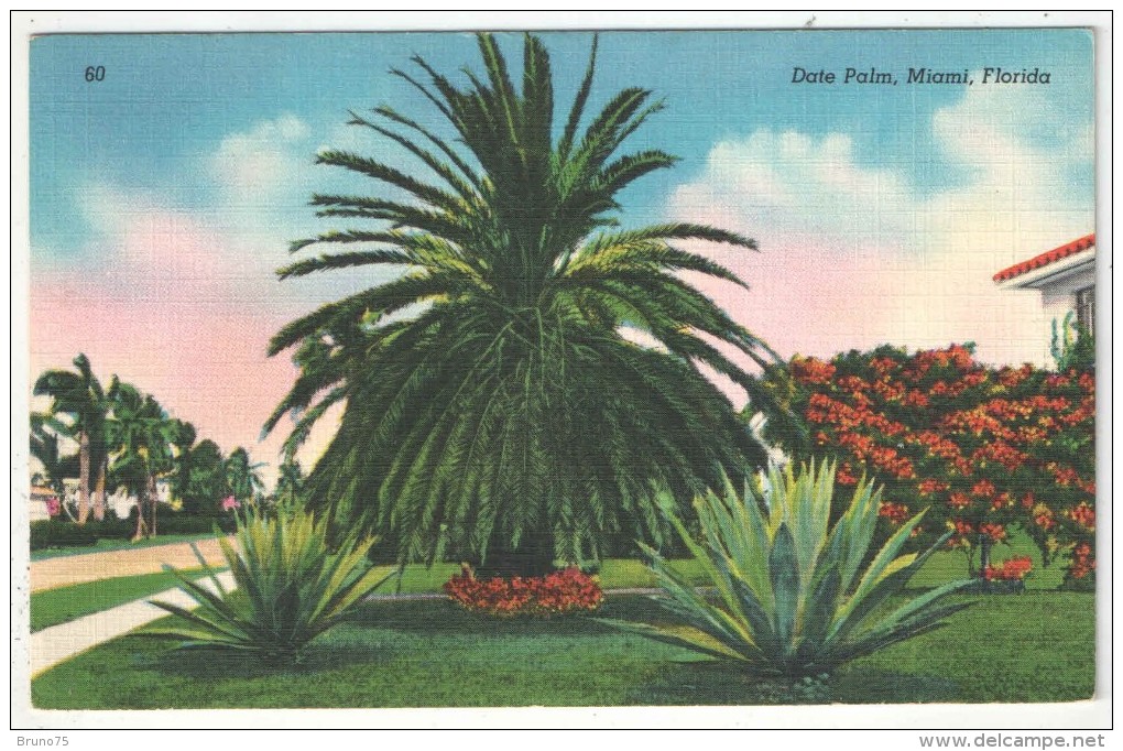 Date Palm, Miami, Forida - Palmier - Trees