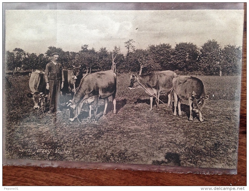 COW JERSEY VACHES ( AVEC BERGER) - Autres & Non Classés