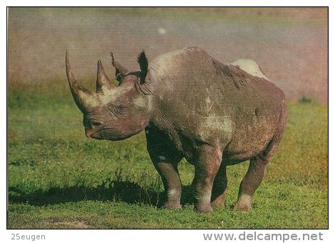 RHINOCEROS  Postcard Unused   ( Z 234 ) - Rhinoceros