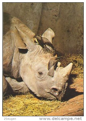 RHINOCEROS  Postcard Unused   ( Z 235 ) - Rhinocéros