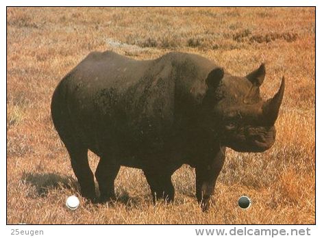 RHINOCEROS  Postcard Unused   ( Z 236 ) - Rhinoceros