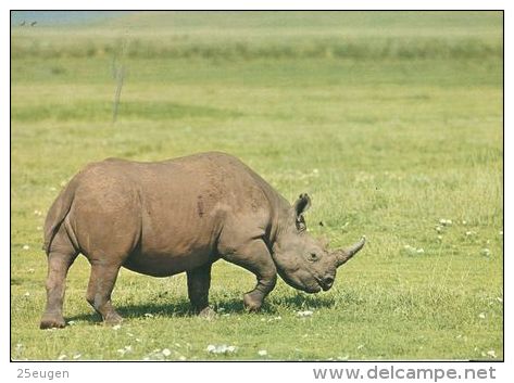 RHINOCEROS  Postcard Unused   ( Z 238 ) - Rhinoceros