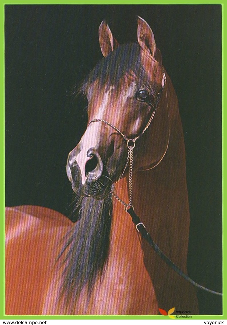 Voyo HORSE ARABERHENGST "Fynd" 1997  Zofia Raczkowska MINT Nr 12-81 - Chevaux