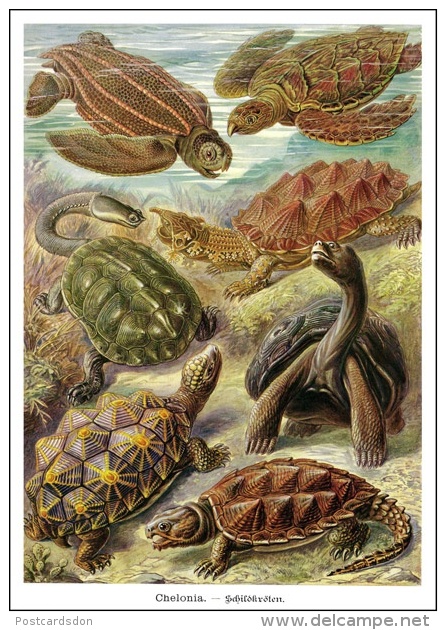 Turtle / Tortue - Printed In Ukraine ("Moya Lystivka" Edition), 2014 - Schildkröten