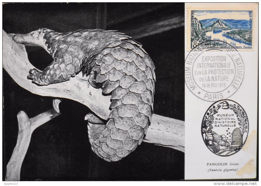 C.P. 1955 - Mammifère - Fourmilier écailleux - Le Pangolin Géant - Paris Le 14 & 15.05.1955 - En Parfait Etat - - Altri & Non Classificati