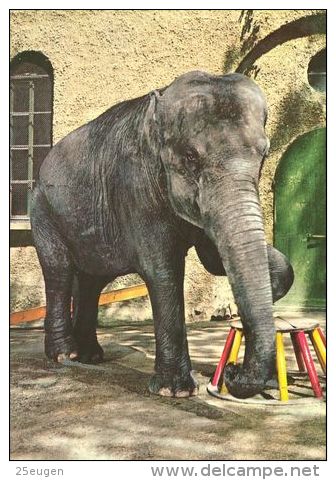 ELEPHANTS  Postcard Unused   ( Z 297 ) - Elephants