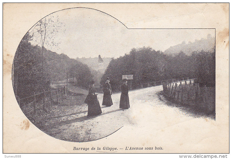 Barrage De La Gileppe - L'Avenue Sous Bois (animée) - Gileppe (Barrage)