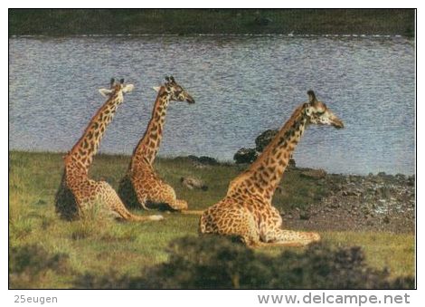 GIRAFFES  Postcard Unused   ( Z 348 ) - Tigers