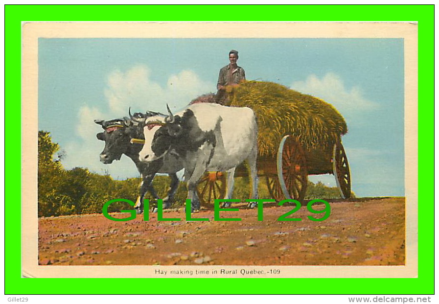 AGRICULTURE, ATTELAGE DE BOEUFS - COWS - HAY MAKING TIME IN RURAL QUÉBEC -  PECO - - Equipos