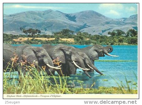 ELEPHANTS  Postcard Unused   ( Z 447 ) - Elefantes