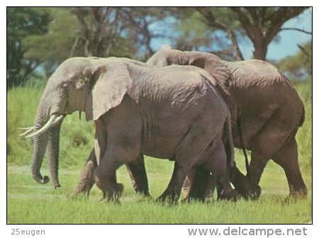 ELEPHANTS  Postcard Unused   ( Z 451 ) - Elephants