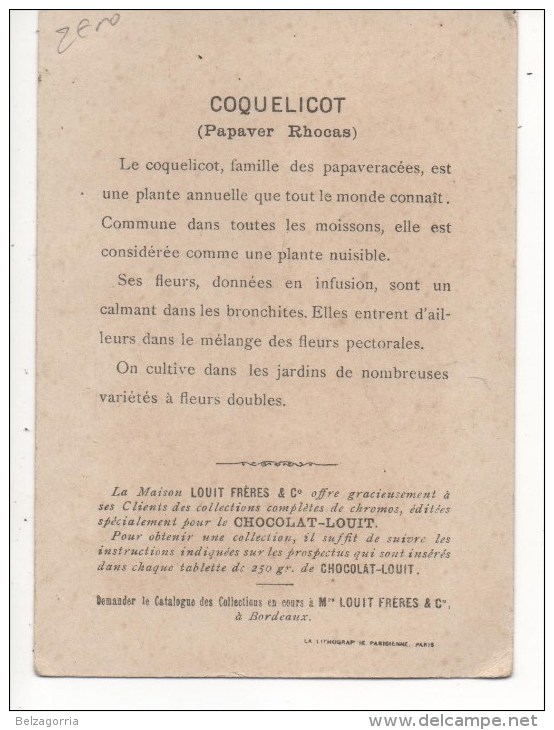 CHROMOS - CHOCOLAT LOUIT - COQUELICOT, FLEURS De FRANCE, Voir SCAN - Louit