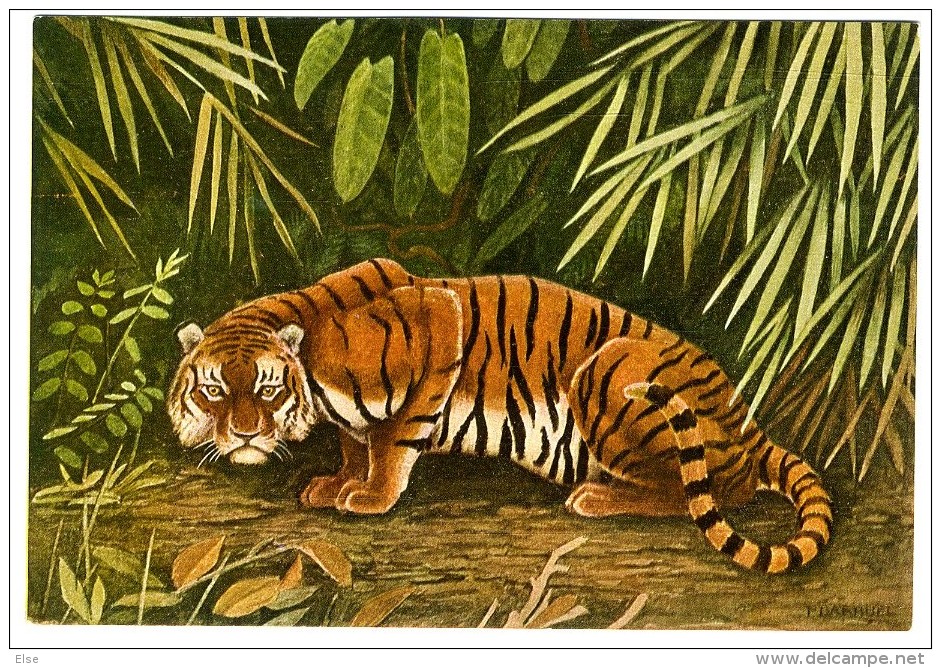 TIGRE  ASIE  -  TRES BELLE ILLUSTRATION DE DARRUEL  -  CPM 1950 / 60 - Tigres