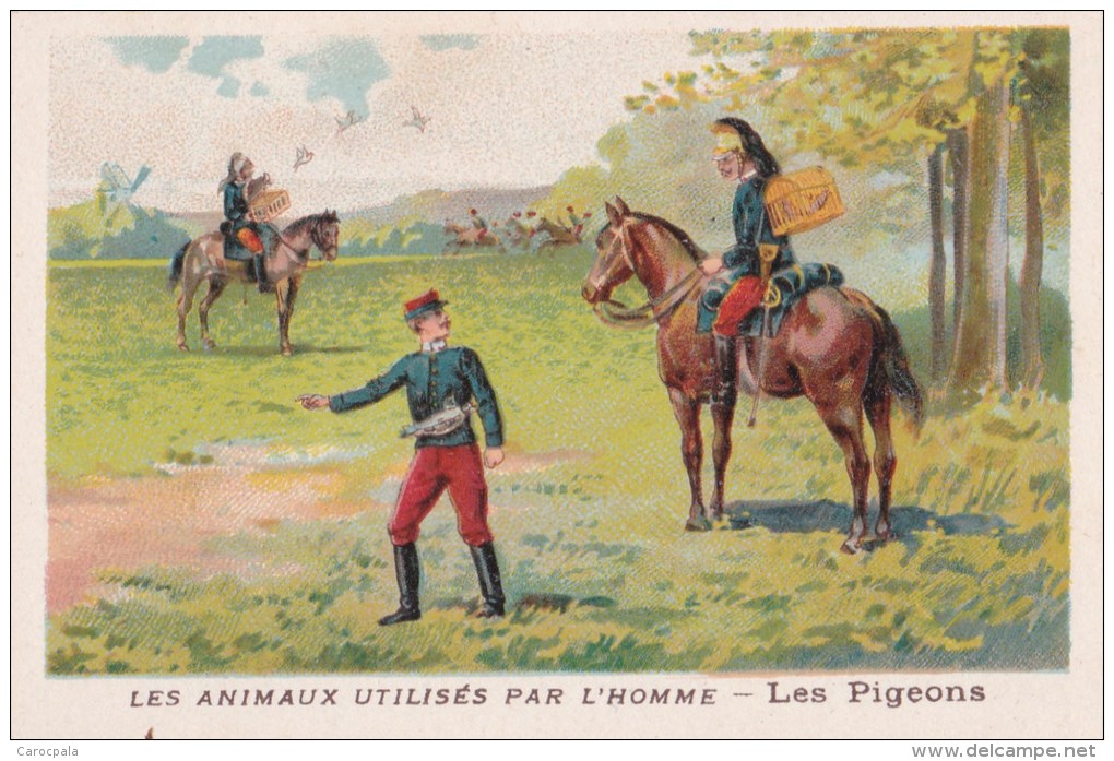 Chromo 1900 Les Animaux Utilisés Par L'homme : Les Pigeons (chasse,oiseaux) - Other & Unclassified