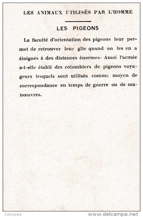 Chromo 1900 Les Animaux Utilisés Par L'homme : Les Pigeons (chasse,oiseaux) - Autres & Non Classés