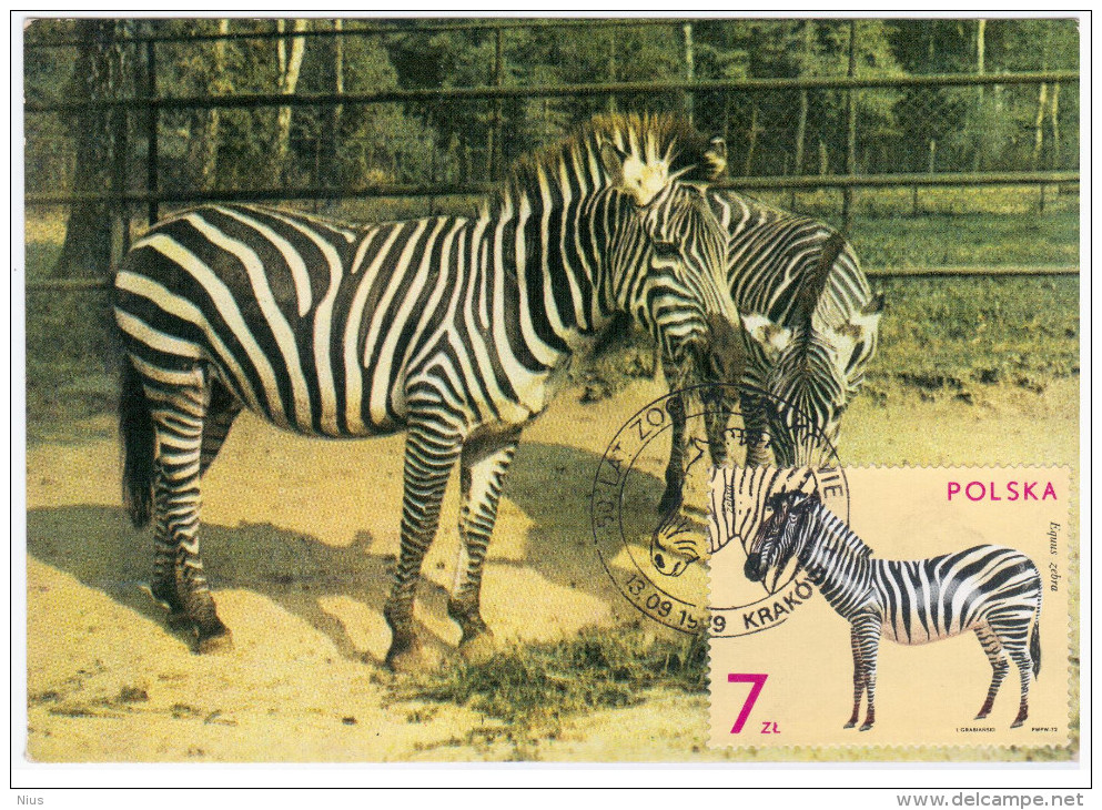 Poland Polska 1979 Fauna Zebra Horse Horses, Canceled In Krakow Zoo Animal Animals - Cartes Maximum