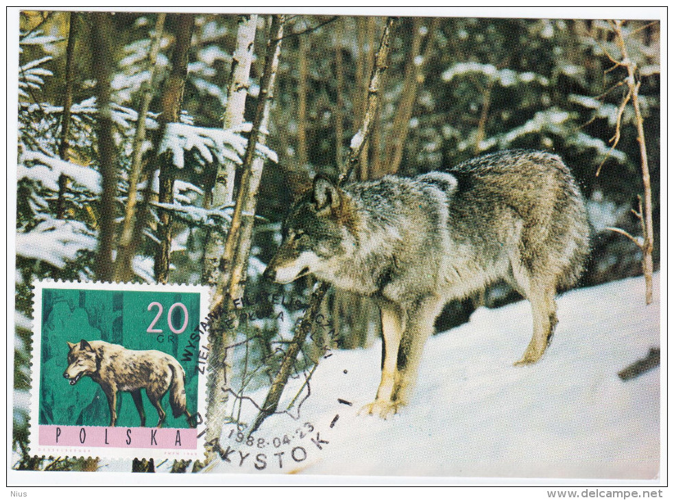 Poland 1988 Gray Wolf Dog Dogs Fauna, Canceled In Bialystok Animal - Maximumkaarten