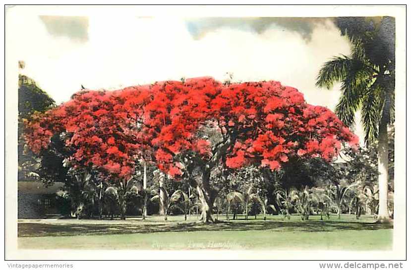 245969-Hawaii, Honolulu, Tinted RPPC, Royal Poinciana Tree, Flowers - Honolulu