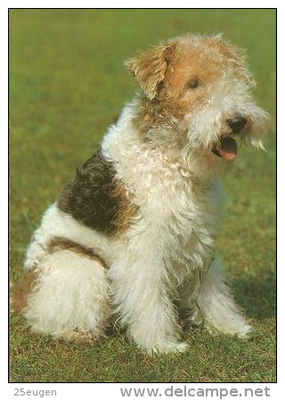 DOGS / HUNDE / CHIENS /  -    FOXTERRIER  Postcard  Unused   ( P 2893 ) - Chiens