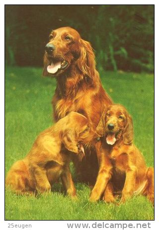 DOGS / HUNDE / CHIENS /  -  IRISH SETTER  Postcard   Used   ( P 2896 ) - Chiens