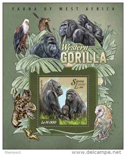 Sierra Leone. 2015 Gorillas. (011c) - Gorilles