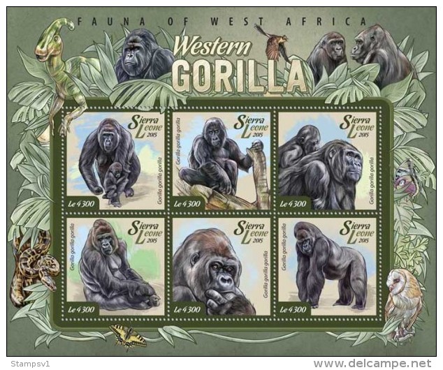 Sierra Leone. 2015 Gorillas. (011a) - Gorilla's